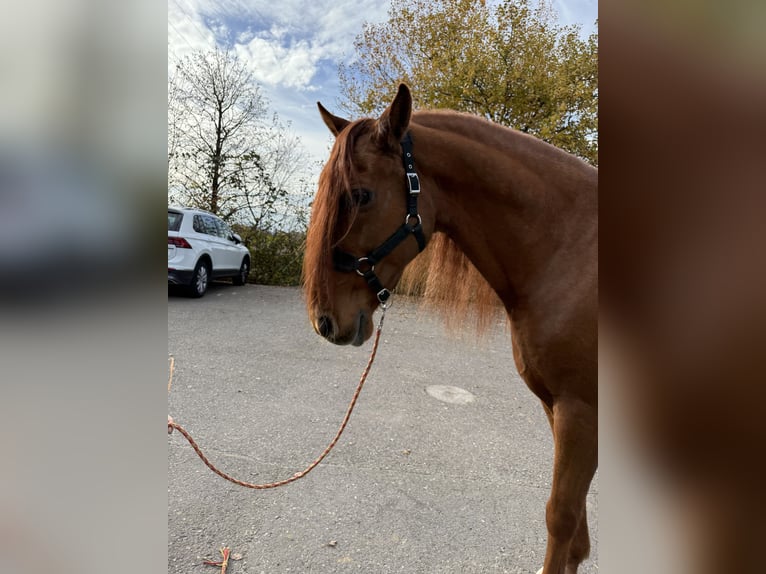 PRE Croisé Hongre 16 Ans 155 cm Alezan cuivré in Affoltern am Albis