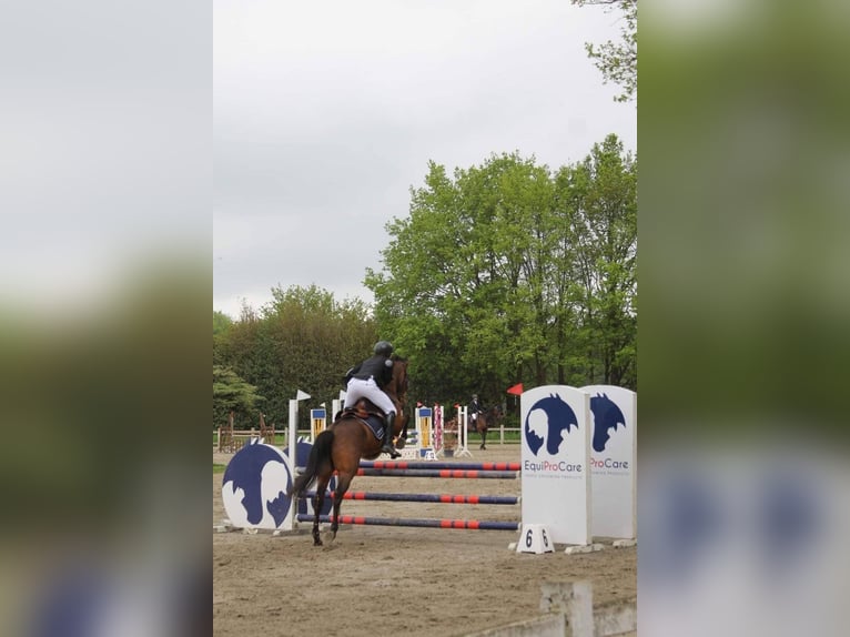 PRE Croisé Hongre 16 Ans 155 cm Bai in Beloeil