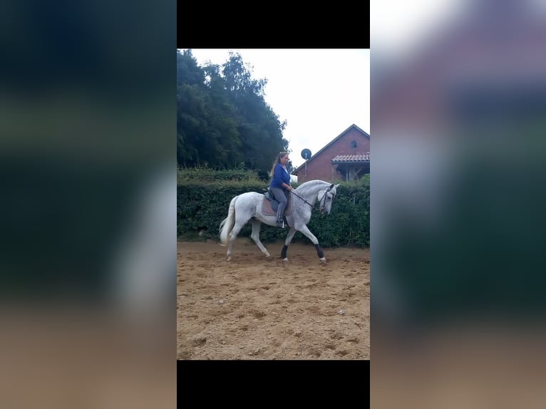 PRE Croisé Hongre 16 Ans 159 cm Gris moucheté in Marklohe