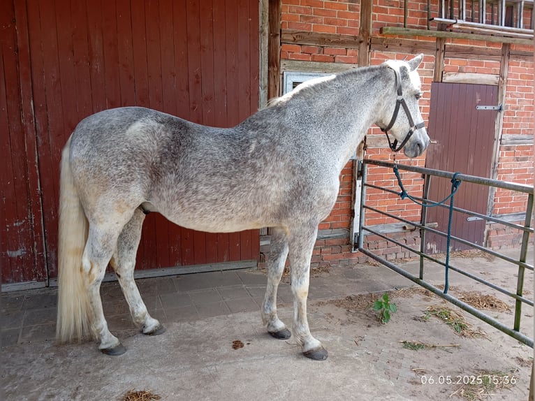 PRE Croisé Hongre 16 Ans 159 cm Gris moucheté in Marklohe