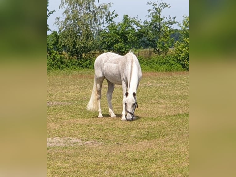 PRE Croisé Hongre 16 Ans 159 cm Gris moucheté in Marklohe