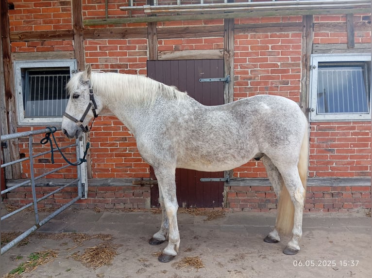 PRE Croisé Hongre 16 Ans 159 cm Gris moucheté in Marklohe