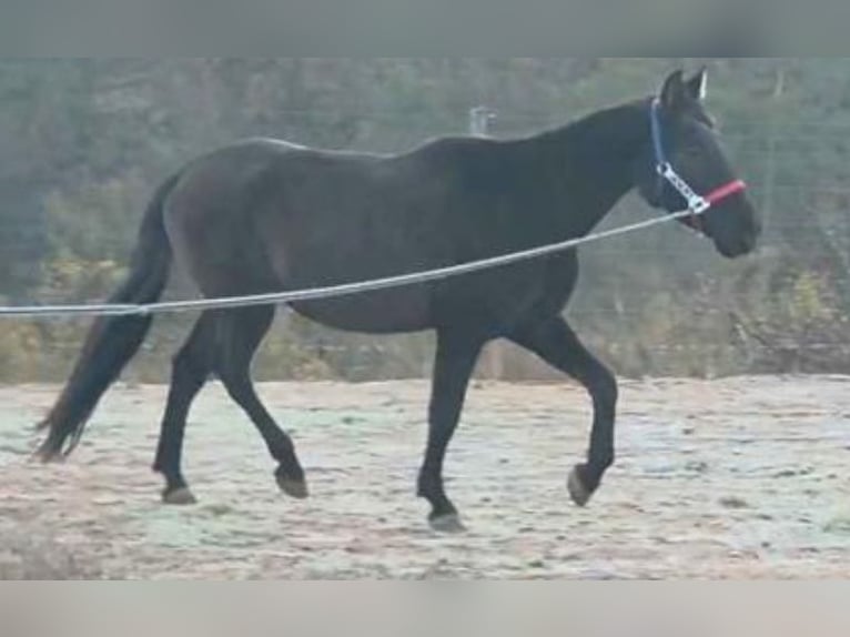 PRE Croisé Hongre 16 Ans 159 cm Noir in Vimbodi