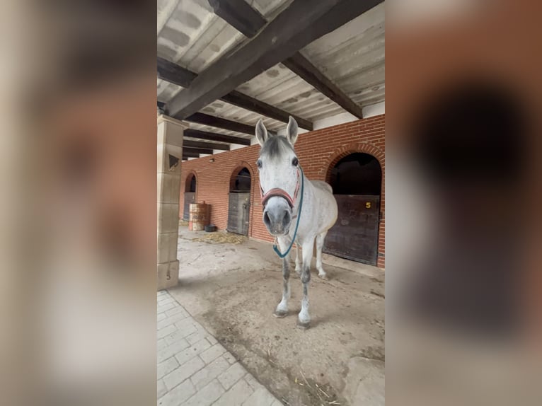 PRE Hongre 16 Ans 160 cm Gris in Llucmajor