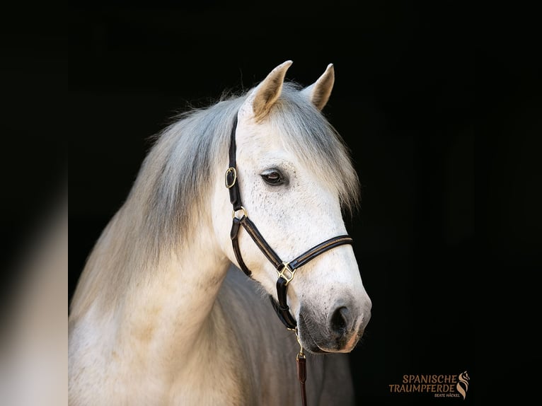 PRE Hongre 16 Ans 160 cm Gris in Traventhal