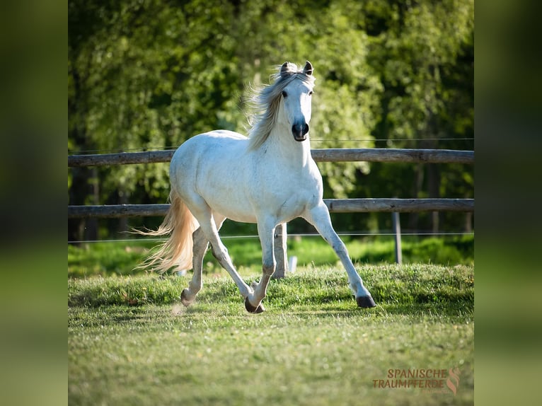 PRE Hongre 16 Ans 160 cm Gris in Traventhal