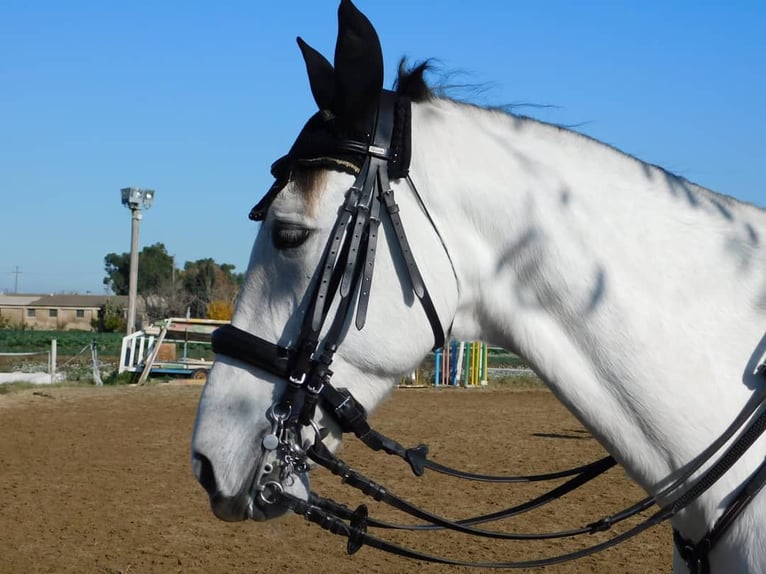 PRE Croisé Hongre 16 Ans 160 cm Gris in Sant Climent De Llobregat