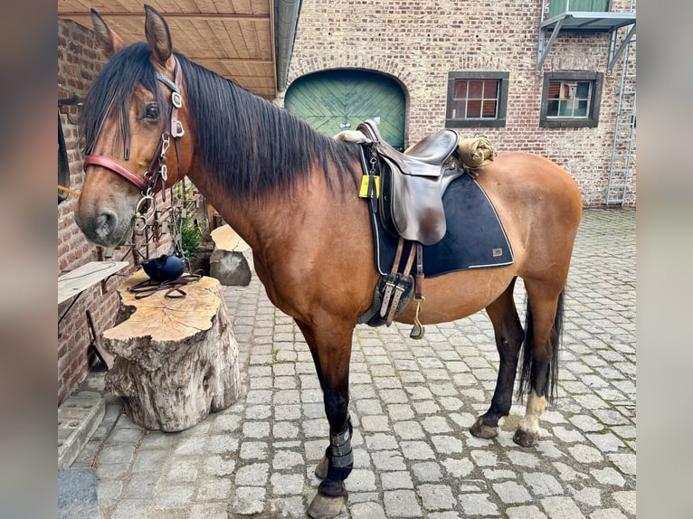 PRE Croisé Hongre 16 Ans 169 cm Bai in K&#xF6;ln