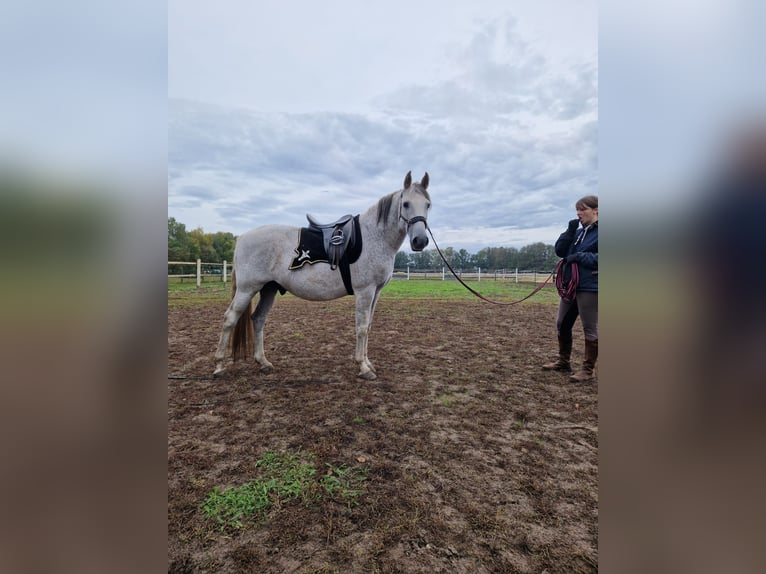 PRE Croisé Hongre 16 Ans Gris pommelé in Trebbin