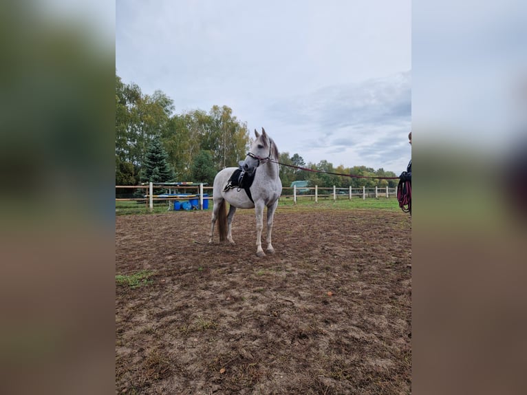 PRE Croisé Hongre 16 Ans Gris pommelé in Trebbin
