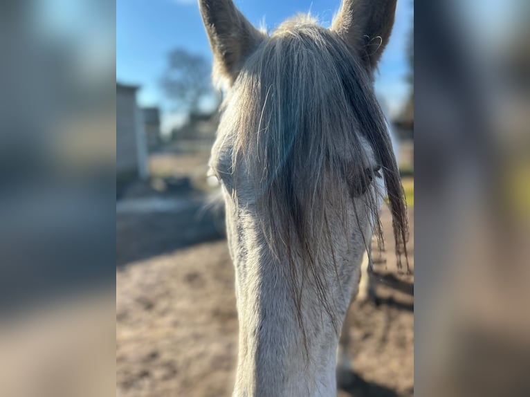 PRE Croisé Hongre 16 Ans Gris pommelé in Trebbin