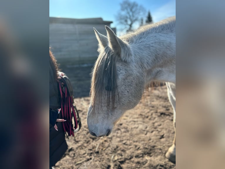 PRE Croisé Hongre 16 Ans Gris pommelé in Trebbin