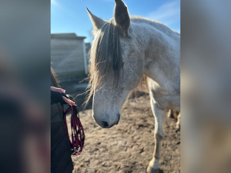 PRE Croisé Hongre 16 Ans Gris pommelé in Trebbin