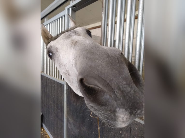 PRE Croisé Hongre 17 Ans 154 cm Gris (bai-dun) in Puurs