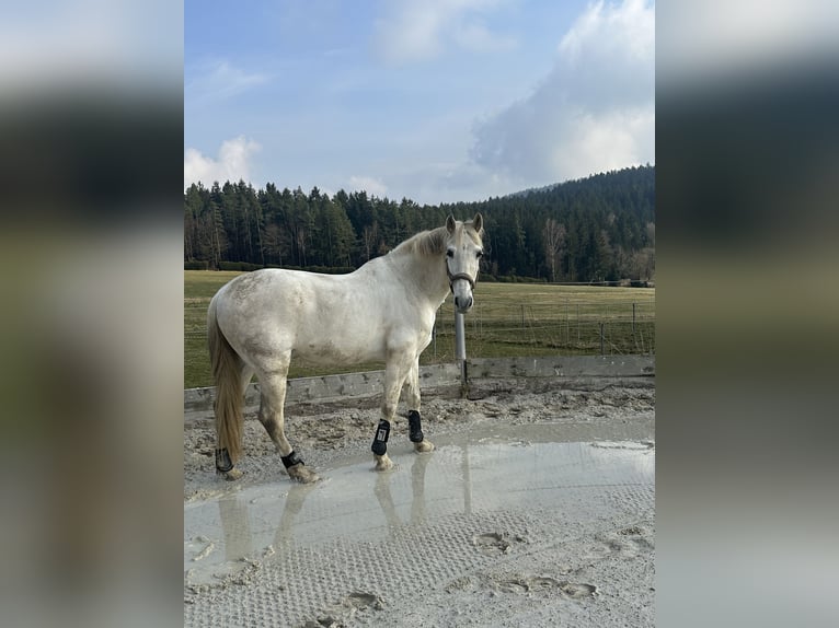 PRE Hongre 17 Ans 155 cm Gris in Regen