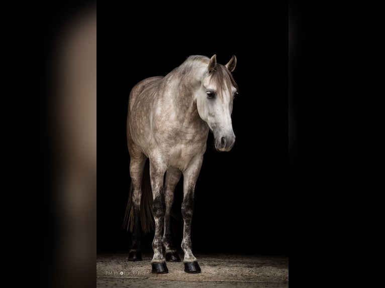 PRE Hongre 17 Ans 155 cm Gris in Regen