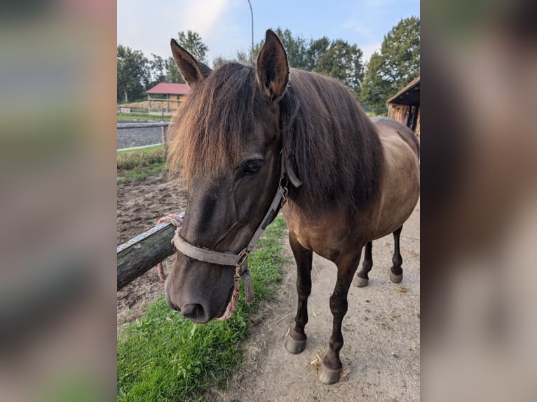 PRE Croisé Hongre 17 Ans 162 cm Bai brun in Hamburg