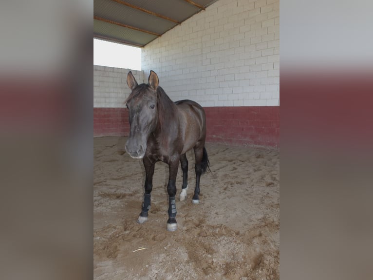 PRE Croisé Hongre 17 Ans 162 cm Noir in Don Benito