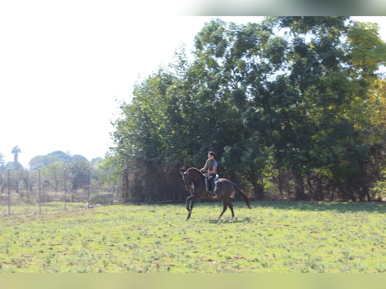 PRE Croisé Hongre 17 Ans 162 cm Noir in Don Benito
