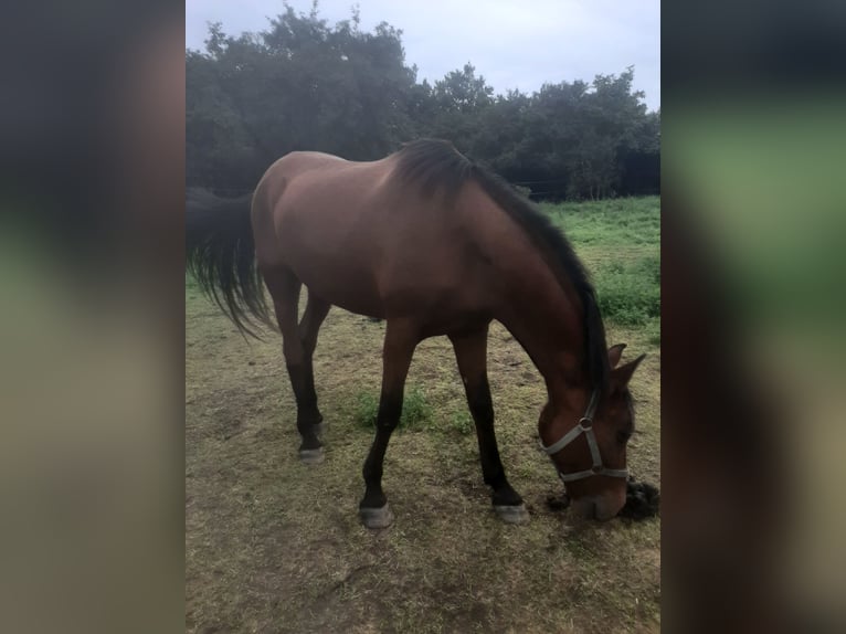 PRE Croisé Hongre 17 Ans 163 cm Alezan brûlé in Gro&#xDF;obringen