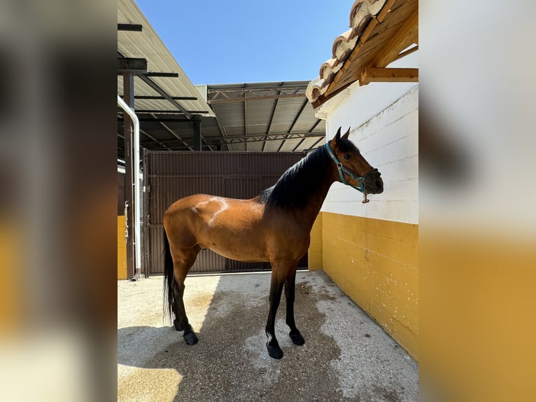 PRE Croisé Hongre 17 Ans 165 cm Bai in Azuqueca de Henares