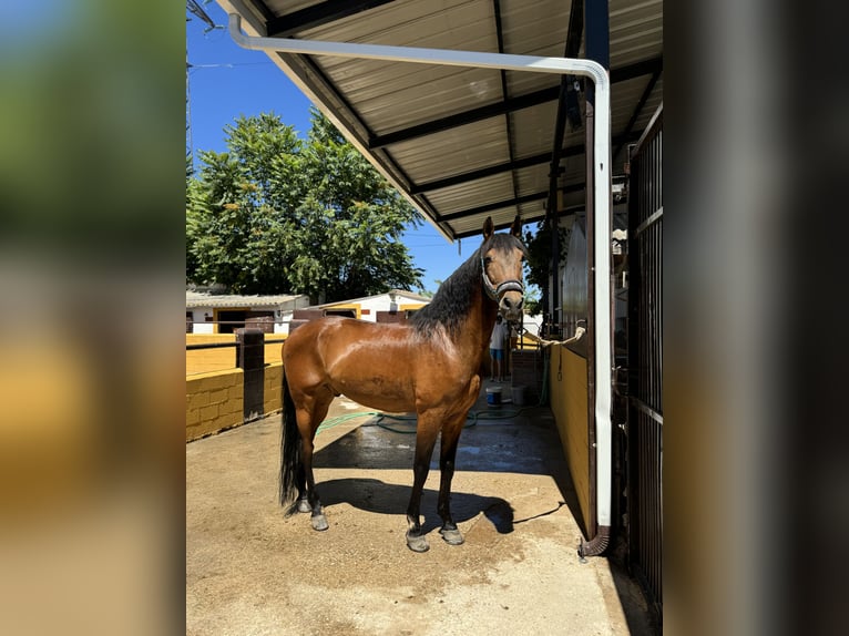 PRE Croisé Hongre 17 Ans 165 cm Bai in Azuqueca de Henares