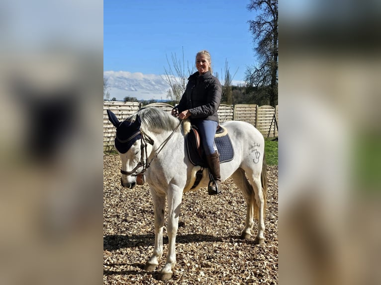 PRE Croisé Hongre 18 Ans 163 cm Gris in Hendschiken