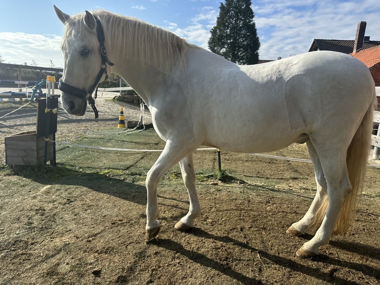 PRE Croisé Hongre 19 Ans 160 cm Aubère in Schenklengsfeld