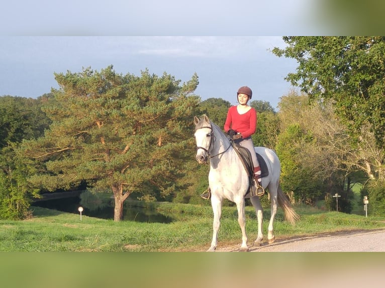PRE Hongre 19 Ans 160 cm Gris in Ménil-de-Senones