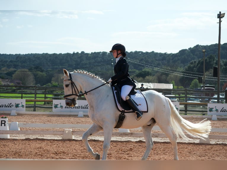 PRE Hongre 19 Ans 165 cm Gris in Torrelles De Llobregat