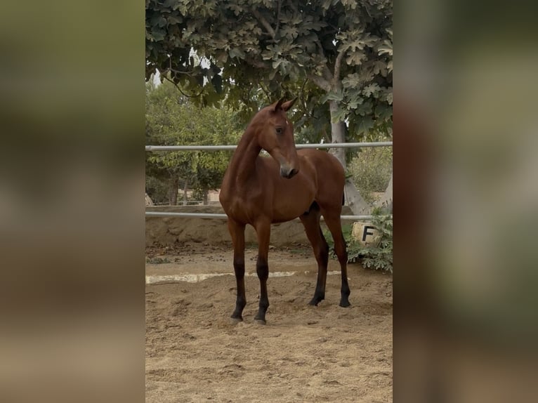 PRE Croisé Hongre 1 Année 148 cm Bai in Carmona