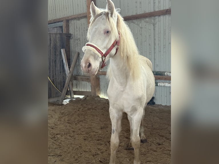 PRE Croisé Hongre 1 Année 155 cm Cremello in Beutelsbach