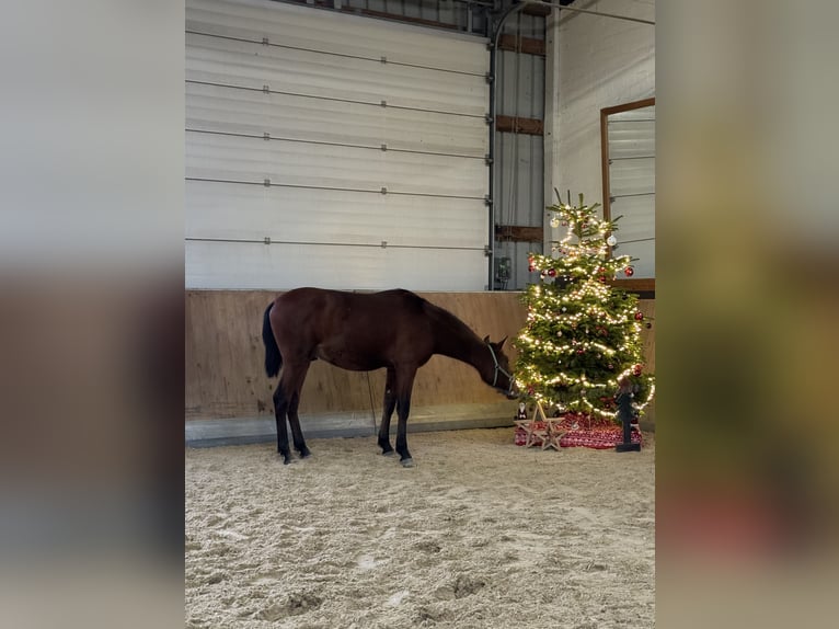 PRE Croisé Hongre 1 Année 160 cm Bai in WarendorfWarendorf