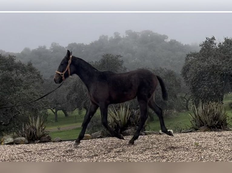 PRE Croisé Hongre 1 Année 165 cm Gris in Córdoba