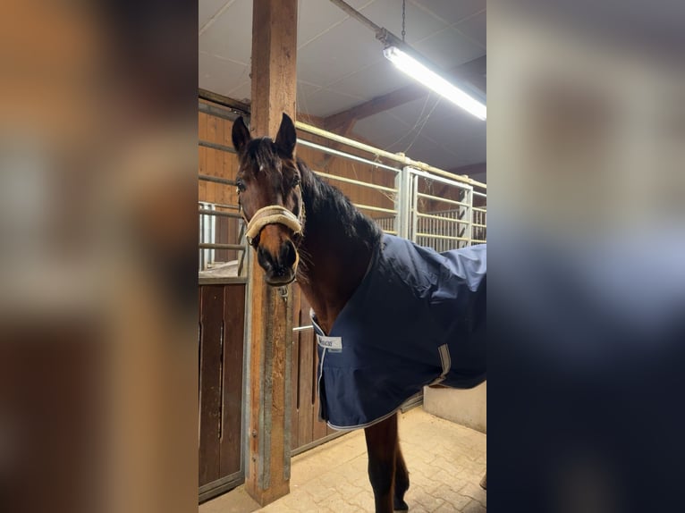 PRE Croisé Hongre 20 Ans 165 cm Bai in Grafing