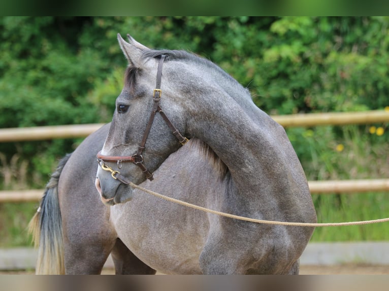 PRE Hongre 2 Ans 155 cm Gris in Postfeld