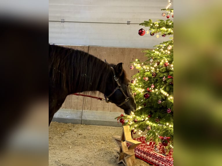 PRE Croisé Hongre 2 Ans 160 cm Bai in WarendorfWarendorf