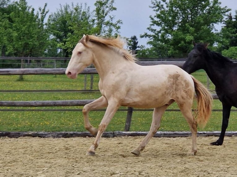 PRE Hongre 2 Ans 161 cm Perlino in Balingen
