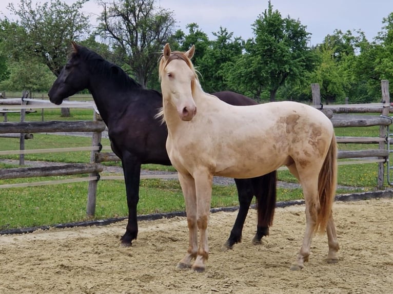 PRE Hongre 2 Ans 161 cm Perlino in Balingen