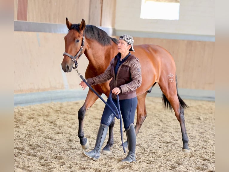 PRE Croisé Hongre 2 Ans 165 cm Bai in Warendorf