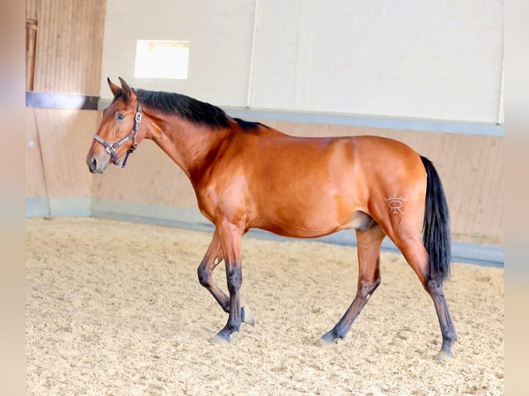 PRE Croisé Hongre 2 Ans 165 cm Bai in Warendorf