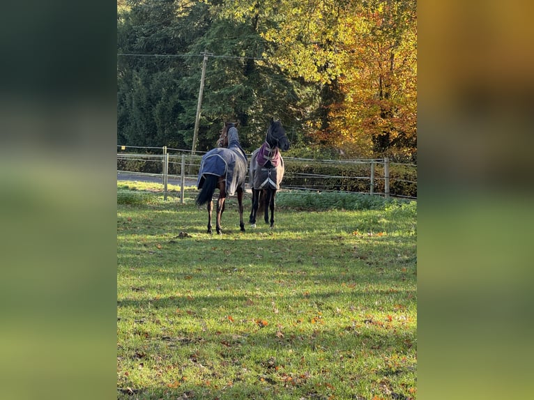 PRE Croisé Hongre 2 Ans 165 cm Bai in Warendorf