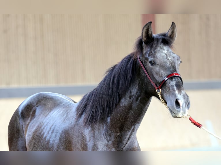 PRE Croisé Hongre 2 Ans 168 cm Gris in WarendorfWarendorf