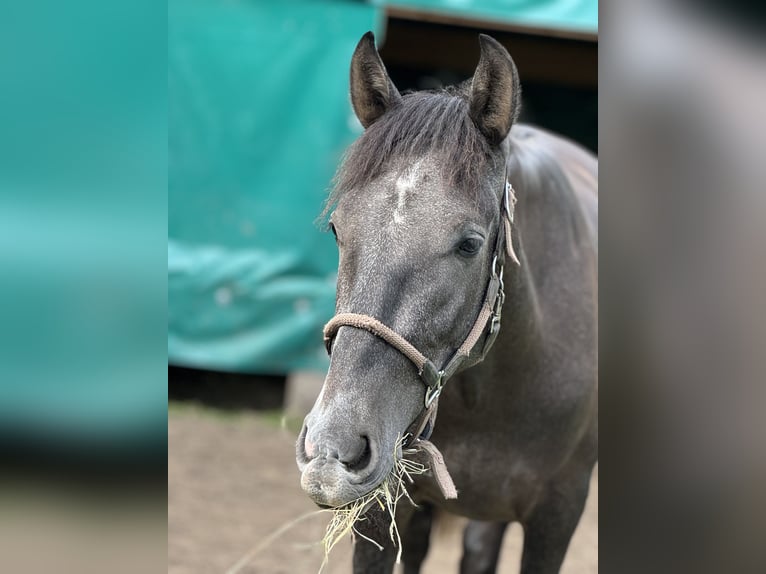 PRE Croisé Hongre 2 Ans 168 cm Gris in WarendorfWarendorf