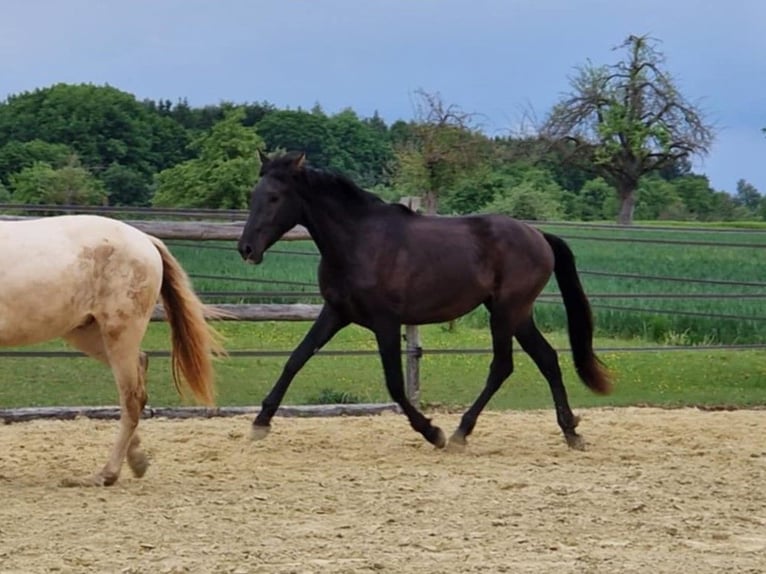 PRE Hongre 2 Ans 168 cm Noir in Balingen