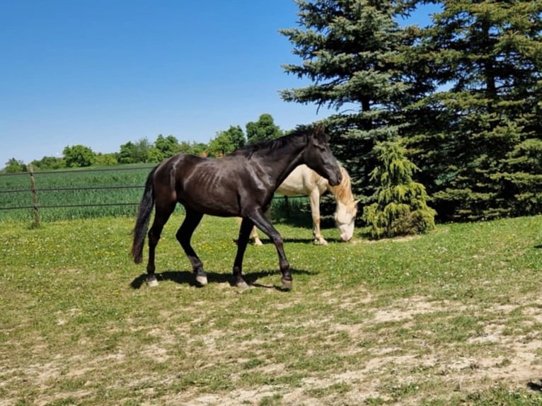 PRE Hongre 2 Ans 168 cm Noir in Balingen