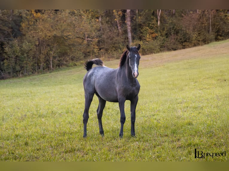 PRE Croisé Hongre 2 Ans Gris in Puybegon