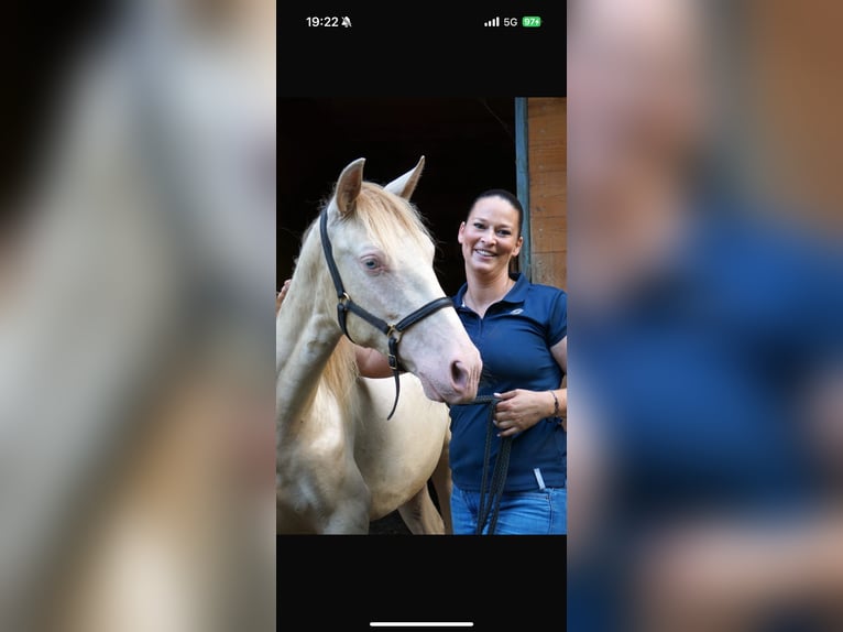 PRE Croisé Hongre 2 Ans Perle in Emsdetten