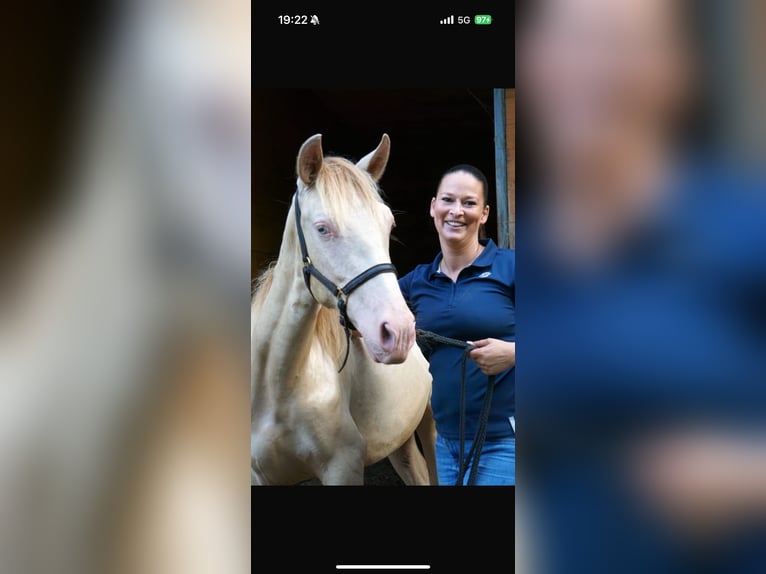 PRE Croisé Hongre 2 Ans Perle in Emsdetten