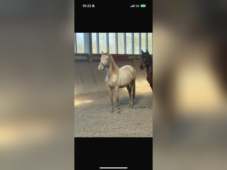 PRE Croisé Hongre 2 Ans Perle in Emsdetten